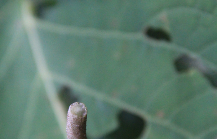 Figura 11. Planta <i>Piper Auritum</i> familia (Piperacea). Foto tomada en. Estación Caribe, Por Pablo Umaña. El 14 de marzo del 2026.