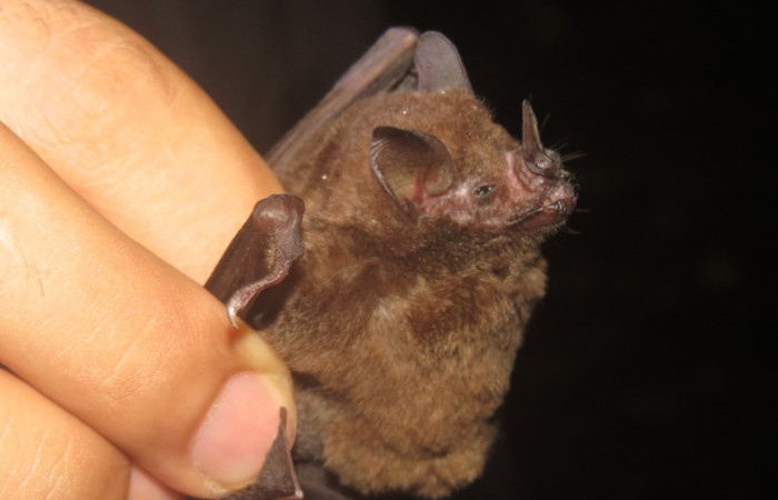 Figura 14. Planta <i>Corollia Castanea</i> familia (Phyllostamidae). Foto tomada en por. Eduardo Artavia.