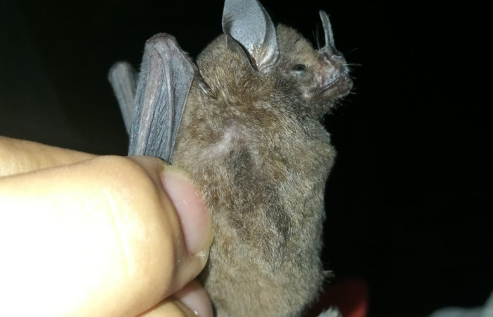 Figura 15. Planta <i>Corollia Castanea</i> familia (Phyllostamidae). Foto tomada en por. Eduardo Artavia.