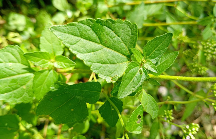 Fig 5. Hoja de planta Fleischmannia pycnocephala, (Asteraceae): Area Conservación Guanacaste. Sector Rincon Rain forest  Estación Llanura, foto tomada, 03/ 09/ 2026. Cirilo Umaña  D.