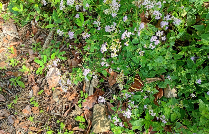 Fig 6. Habitad <i>Fleischmannia pycnocephala</i> (Asteraceae): Area Conservación Guanacaste. Sector Rincon Rain forest  Estación Llanura, foto tomada, 03/ 09/ 2026. Cirilo Umaña  D.  