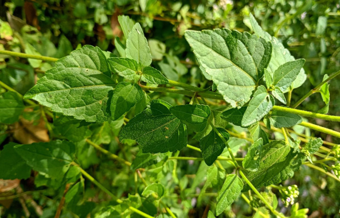 Fig 4.Tallo <i>Fleischmannia pycnocephala</i> (Asteraceae): Area Conservación Guanacaste. Sector Rincon Rain forest Estación Llanura, foto tomada, 03/ 09/ 2026. Cirilo Umaña  D.