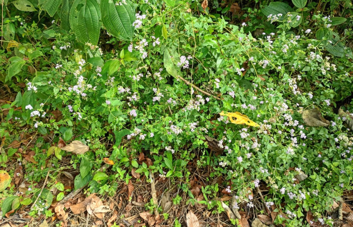 Fig 1. Habitad <i>Fleischmannia pycnocephala</i> (Asteraceae): Area Conservación Guanacaste. Sector Rincon Rain forest. Estación Llanura, (Provincia de Alajuela latitud Norte 10,933- Longitud Este 85,253) foto tomada, 03/ 09/ 2026. Cirilo Umaña  D.