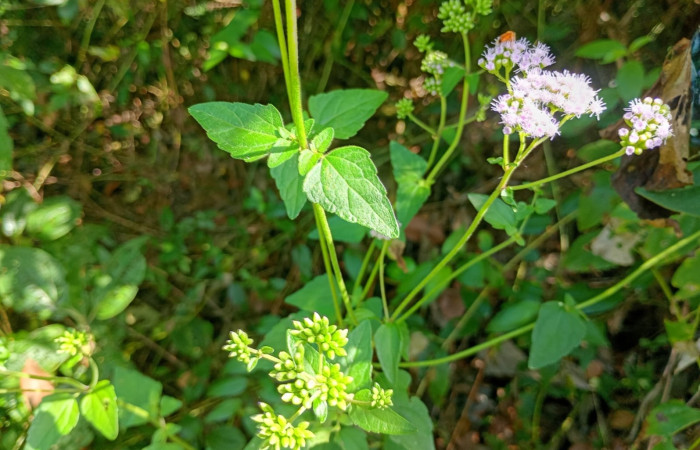 Fig 3. Habitad <i>Fleischmannia pycnocephala</i> (Asteraceae): Area Conservación Guanacaste. Sector Rincon Rain forest  Estación Llanura, foto tomada, 03/ 09/ 2026. Cirilo Umaña  D.