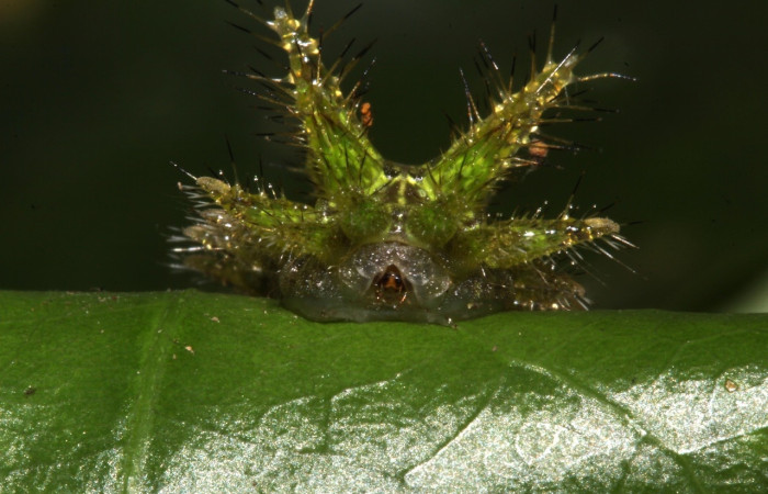 Fig.10 Larva <i>Euclea</i> mesoamericanaDHJ03, Limacodidae, estadío (Pu), se alimenta <i>Semialarium mexicanum</i>, (Celastraceae), cabeza. Voucher: 17-SRNP-30660-DHJ736330.jpg.