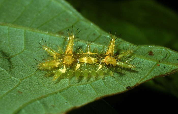 Fig.11 Larva <i>Euclea</i> mesoamericanaDHJ03, Limacodidae, estadío (Pu), se alimenta <i>Inga oerstediana</i>, (Fabaceae), lateral entero. Voucher: 03-SRNP-21315-DHJ78617.jpg.