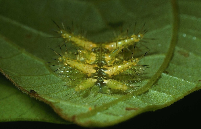Fig.12 Larva <i>Euclea</i> mesoamericanaDHJ03, Limacodidae, estadío (Pu), se alimenta <i>Inga oerstediana</i>, (Fabaceae), cabeza. Voucher: 03-SRNP-21315-DHJ78618.jpg.