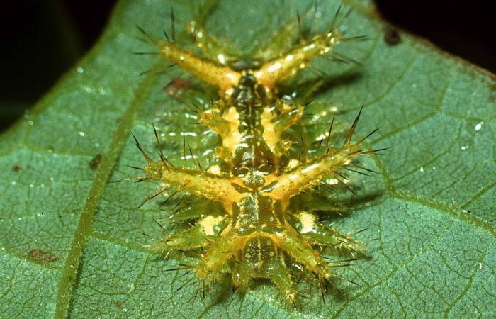 Fig.13 Larva <i>Euclea</i> mesoamericanaDHJ03, Limacodidae, estadío (Pu), se alimenta <i>Inga oerstediana</i>, (Fabaceae), trasero. Voucher: 03-SRNP-21315-DHJ78619.jpg.