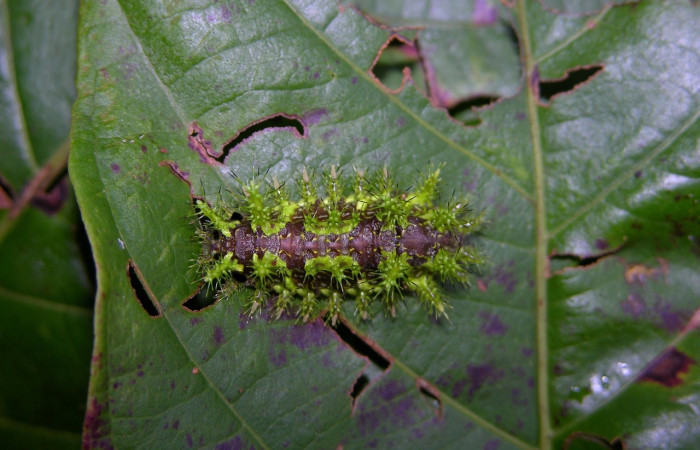 Fig.14 Larva <i>Euclea</i> mesoamericanaDHJ03, Limacodidae, estadío (Pu), se alimenta <i>Uncaria tomentosa</i>, (Rubiaceae), dorsal entero. Voucher: 05-SRNP-24348-DHJ409241.jpg.