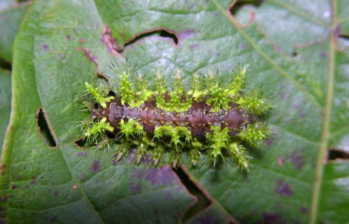 Fig.15 Larva <i>Euclea</i> mesoamericanaDHJ03, Limacodidae, estadío (Pu), se alimenta <i>Uncaria tomentosa</i>, (Rubiaceae), dorsal entero. Voucher: 05-SRNP-24348-DHJ409243.jpg.