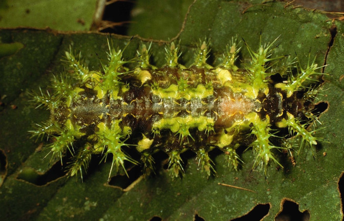 Fig.16 Larva <i>Euclea</i> mesoamericanaDHJ03, Limacodidae, estadío (ultimo), se alimenta <i>Miconia formicosetosa</i>, (Melastomataceae), dorsal entero. Voucher: 98-SRNP-7989-DHJ46674.jpg.