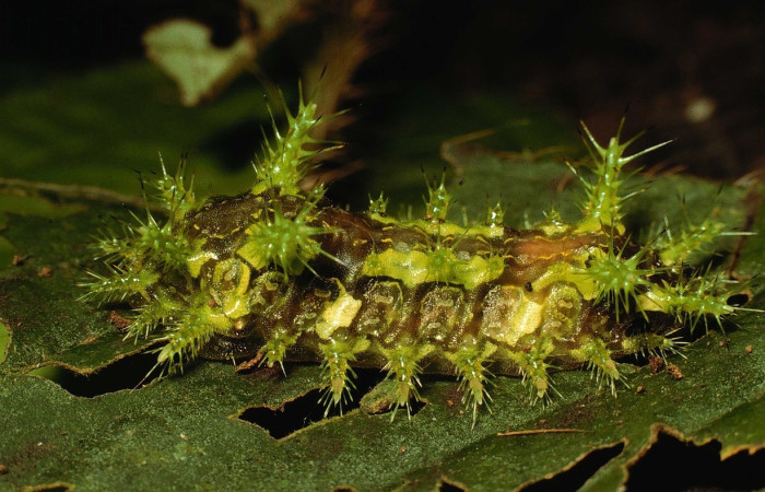Fig.17 Larva <i>Euclea</i> mesoamericanaDHJ03, Limacodidae, estadío (ultimo), se alimenta <i>Miconia formicosetosa</i>, (Melastomataceae), lateral entero. Voucher: 98-SRNP-7989-DHJ46676.jpg.