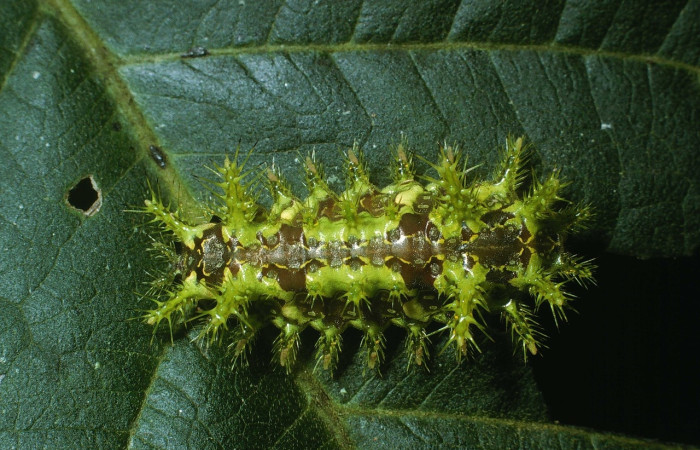 Fig.18 Larva <i>Euclea</i> mesoamericanaDHJ03, Limacodidae, estadío (ultimo), se alimenta <i>Senna papillosa</i>, (Fabaceae), dorsal entero. Voucher: 03-SRNP-37324-DHJ80327.jpg.