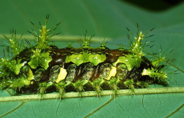 Fig.19 Larva <i>Euclea</i> mesoamericanaDHJ03, Limacodidae, estadío (ultimo), se alimenta <i>Annona papilionella</i>, (Annonaceae), lateral entero. Voucher: 03-SRNP-11865-DHJ75903.jpg.