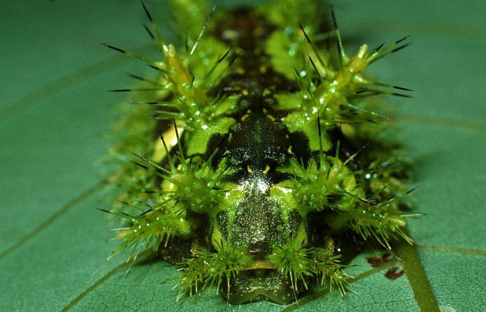 Fig.20 Larva <i>Euclea</i> mesoamericanaDHJ03, Limacodidae, estadío (ultimo), se alimenta <i>Annona papilionella</i>, (Annonaceae), lateral entero. Voucher: 03-SRNP-11865-DHJ75904.jpg.