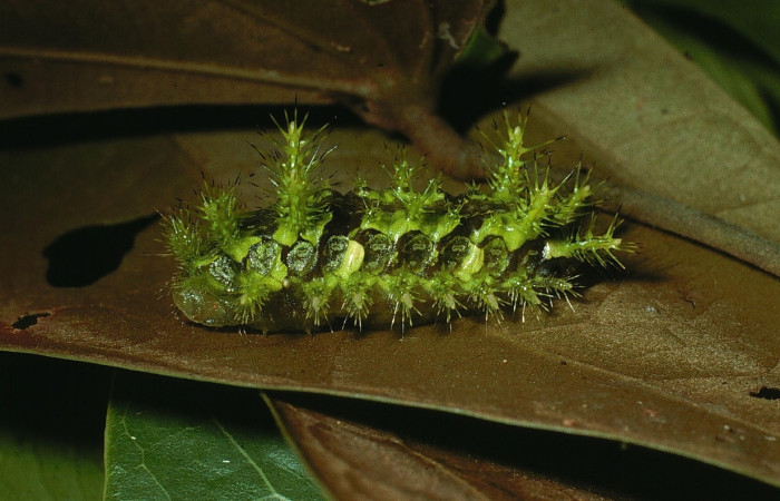 Fig.21 Larva <i>Euclea</i> mesoamericanaDHJ03, Limacodidae, estadío (ultimo), se alimenta <i>Schnella guianensis</i>, (Fabaceae), lateral entero. Voucher: 03-SRNP-20083-DHJ77253.jpg.