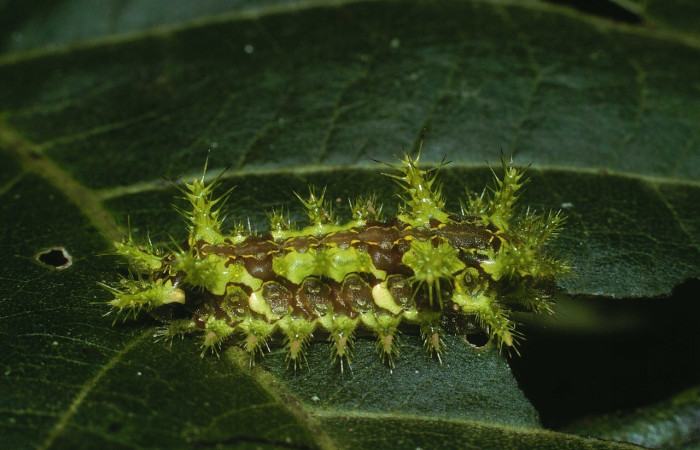Fig.22 Larva <i>Euclea</i> mesoamericanaDHJ03, Limacodidae, estadío (ultimo), se alimenta <i>Senna papillosa</i>, (Fabaceae), lateral entero. Voucher: 03-SRNP-37324-DHJ80328.jpg.