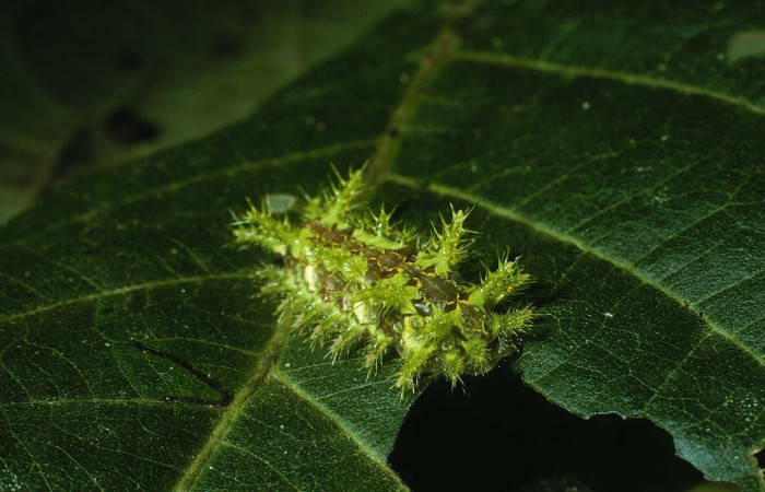 Fig.23 Larva <i>Euclea</i> mesoamericanaDHJ03, Limacodidae, estadío (ultimo), se alimenta <i>Senna papillosa</i>, (Fabaceae), lateral entero. Voucher: 03-SRNP-37324-DHJ80330.jpg.