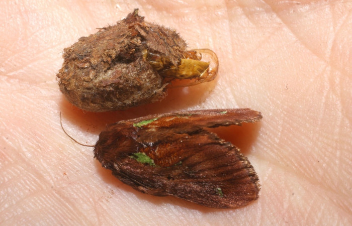 Fig.25 Capullo, eclosionado el adulto <i>Euclea</i> mesoamericanaDHJ03, Limacodidae,  <i>Cespedesia spathulata</i>, (Ochnaceae). Voucher: 08-SRNP-41886-DHJ449559.jpg.