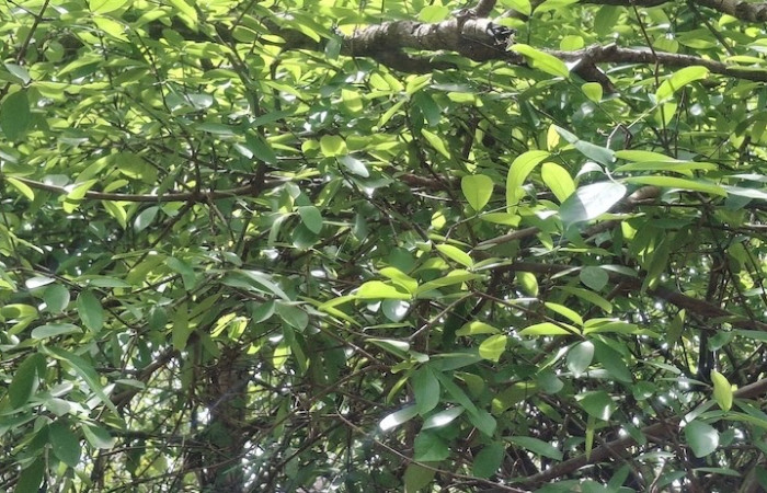 Fig.26 Planta Semialarium mexicanum, (Celastraceae). Sector Los Almendros, Casa Hacha Vieja. Foto, Elieth Cantillano, 22 Mayo 2026.

