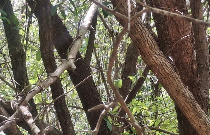 Fig.27 Corteza  Semialarium mexicanum, (Celastraceae). Sector Los Almendros, Casa Hacha Vieja. Foto Elieth Cantillano.
