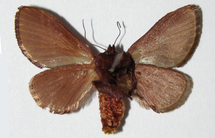 Fig.2  Adulto <i>Euclea</i> mesoamericanaDHJ03, Limacodidae, hembra mostrando la parte ventral.Voucher: 04-SRNP-40769-DHJ336809.