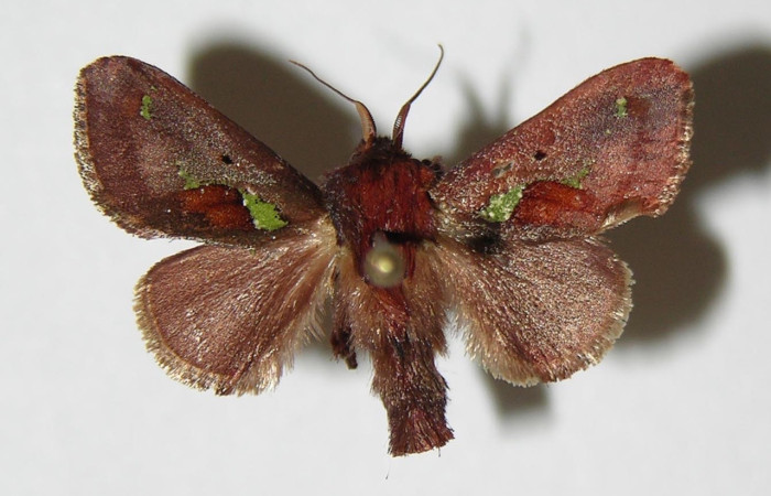 Fig.3 Adulto <i>Euclea</i> mesoamericanaDHJ03, Limacodidae, macho mostrando la parte dorsal.Voucher: 05-SRNP-3537-DHJ336822.