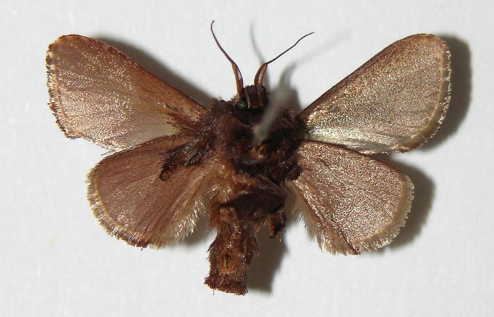 Fig.4 Adulto <i>Euclea</i> mesoamericanaDHJ03, Limacodidae, macho mostrando la parte ventral.Voucher 05-SRNP-3537-DHJ336823.