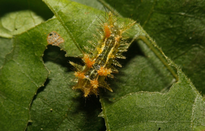 Fig.5 Larva <i>Euclea</i> mesoamericanaDHJ03, Limacodidae, estadío (PPu), se alimenta <i>Rhynchosia calycosa</i>, (Fabaceae), dorsal entero. Voucher: 17-SRNP-27029-DHJ731230.jpg.