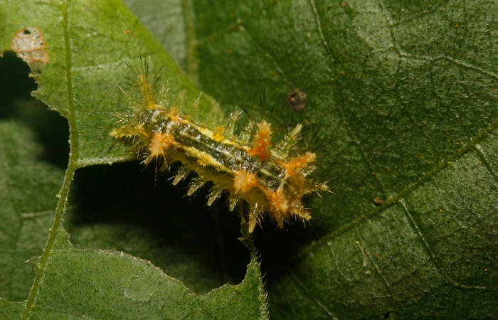 Fig.6 Larva <i>Euclea</i> mesoamericanaDHJ03, Limacodidae, estadío (PPu), se alimenta <i>Rhynchosia calycosa</i>, (Fabaceae), dorsal entero. Voucher: 17-SRNP-27029-DHJ731231.jpg.