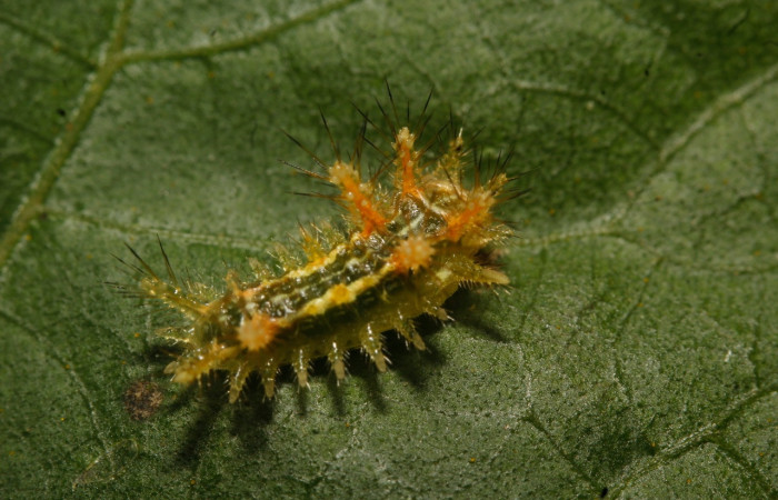Fig.7 Larva <i>Euclea</i> mesoamericanaDHJ03, Limacodidae, estadío (PPu), se alimenta <i>Rhynchosia calycosa</i>, (Fabaceae), dorsal entero. Voucher: 17-SRNP-27029-DHJ731235.jpg.