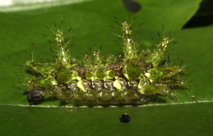 Fig.8 Larva <i>Euclea</i> mesoamericanaDHJ03, Limacodidae, estadío (Pu), se alimenta <i>Semialarium mexicanum</i>, (Celastraceae), lateral entero. Voucher: 17-SRNP-30660-DHJ736327.jpg.