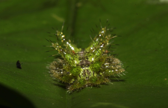 Fig.9 Larva <i>Euclea</i> mesoamericanaDHJ03, Limacodidae, estadío (Pu), se alimenta <i>Semialarium mexicanum</i>, (Celastraceae), trasero. Voucher: 17-SRNP-30660-DHJ736329.jpg.