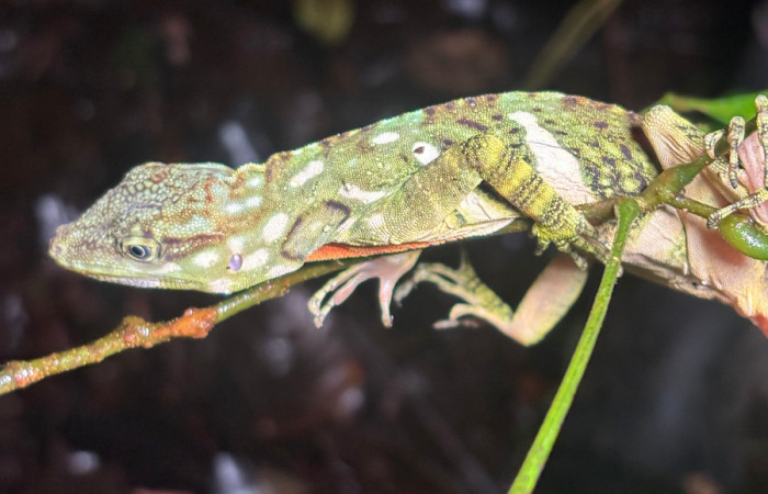 Figura 5. <i>Dactyloa insignis</i> (Dactyloidae), juvenil, vista lateral Estación San Biológica Gerardo, Sendero Perdido. Foto. Gloria Sihezar. 7 noviembre 2025.