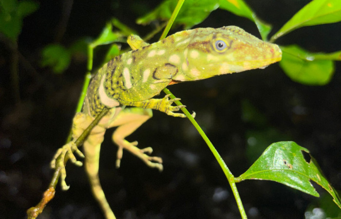 Figura 1. <i>Dactyloa insignis</i> (Dactyloidae), juvenil, Estación Biológica, San Gerardo, Sendero Perdido. Foto. Gloria Sihezar. 7 noviembre 2025.