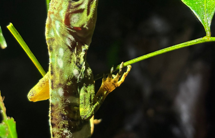 Figura 2. <i>Dactyloa insignis</i> (Dactyloidae), juvenil, Estación San Biológica Gerardo, Sendero Perdido. Foto. Gloria Sihezar. 7 noviembre 2025.