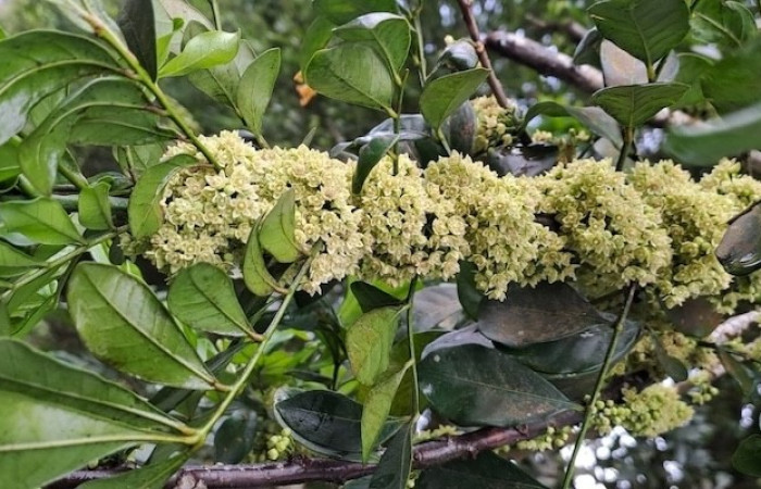  Flores de <i>Trichilia havanensis</i> (Meliaceae). Sector San Cristóbal, Quebrada Garcia. Voucher MG-20260308-WA0018.jpg.
