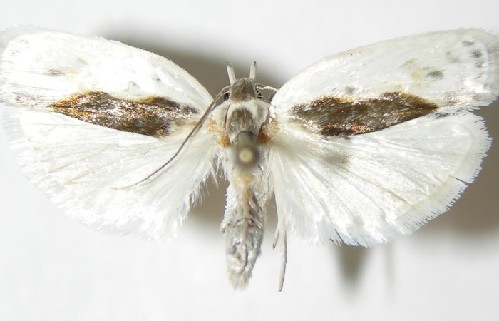  Adulto en posición dorsal de <i>Antaeotricha</i> Janzen09 (Depressariidae). Sector Del Oro, Quebrada Oro. Voucher 04-SRNP-25388-DHJ342226.jpg.