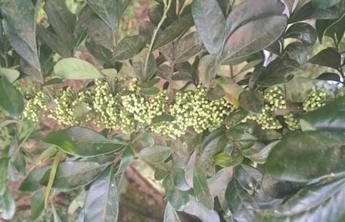  Inflorescencia de <i>Trichilia havanensis</i> (Meliaceae). Sector San Cristóbal, Quebrada Garcia. Voucher IMG-20260305-WA0010.jpg.
