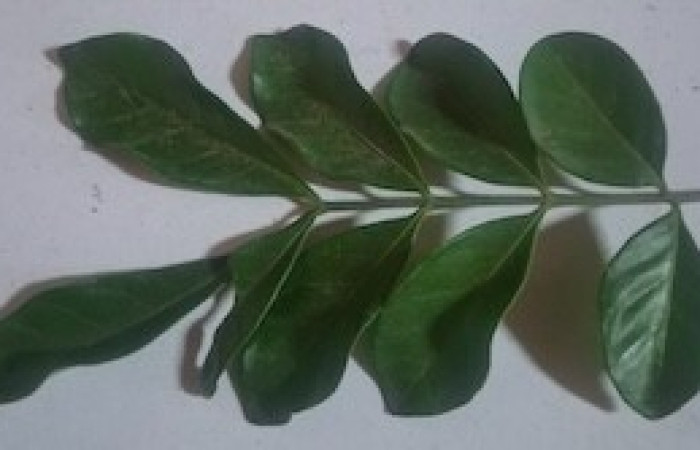  Haz de hoja de <i>Trichilia havanensis</i> (Meliaceae). Sector San Cristóbal, Quebrada Garcia. Voucher 20260504_143008.
