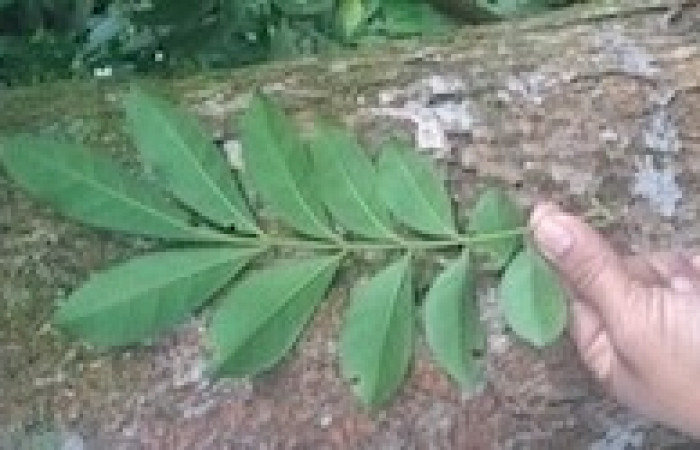 Envés de hoja de <i>Trichilia havanensis</i> (Meliaceae). Sector San Cristóbal, Quebrada Garcia. Voucher IMG-20260305-WA0011.jpg.
