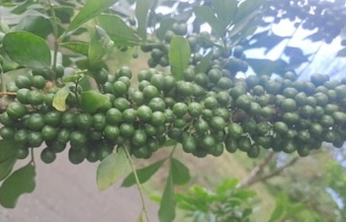  Frutos de <i>Trichilia havanensis</i> (Meliaceae). Sector San Cristóbal, Quebrada Garcia. Voucher IMG-20260504-WA0008.jpg.
