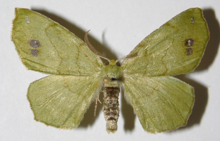  Adulto en posición dorsal de <i>Himeromima aulis</i> (Geometridae).Sector Del Oro, Uncaria. Voucher 01-SRNP-10510-DHJ325356.jpg.