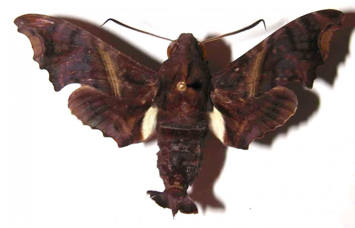 Figura 13. Adulto <i>Enyo ocypete</i> (Sphingidae), vista dorsal. (01-SRNP-3269-DHJ37544).