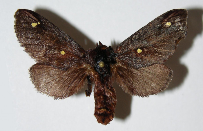 Figura 15. Adulto <i>Acharia hyperoche</i> (Limacodidae), vista dorsal. (02-SRNP-18456-DHJ336704 .jpg).