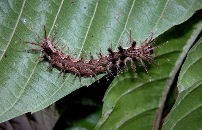 Figura. 16 Larva <i>Pseudodirphia regia</i> (Saturniidae), posición dorsal alimentándose en Tetracera hydrophila (Dilleniaceae). (04-SRNP-42292-DHJ401698.jpg).