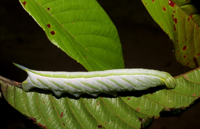 Figura. 12 Larva <i>Enyo ocypete</i> (Sphingidae), posición lateral alimentándose en Tetracera hydrophila (Dilleniaceae). (14-SRNP-44147-DHJ803235.jpg).