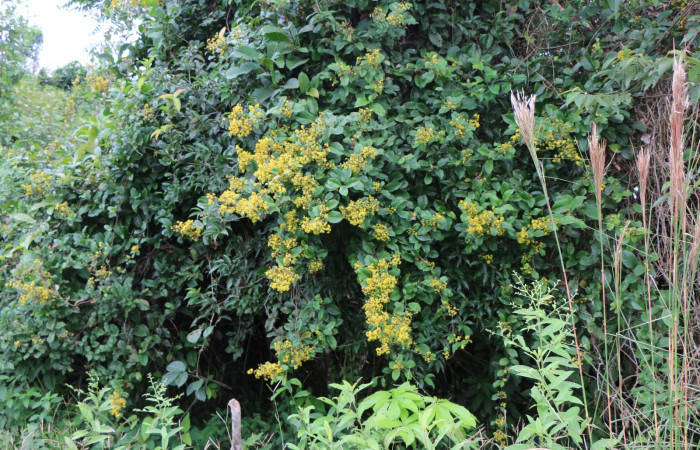 Figura. 1 Habitad, Tetracera hydrophila (Dilleniaceae). Area de Conservación Guanacaste, Sector Rincón Rain Forest, Estación Leiva, Cafecito, (elevación 455 metros), colectada el 31de marzo 2019. Foto, Jorge Hernández.