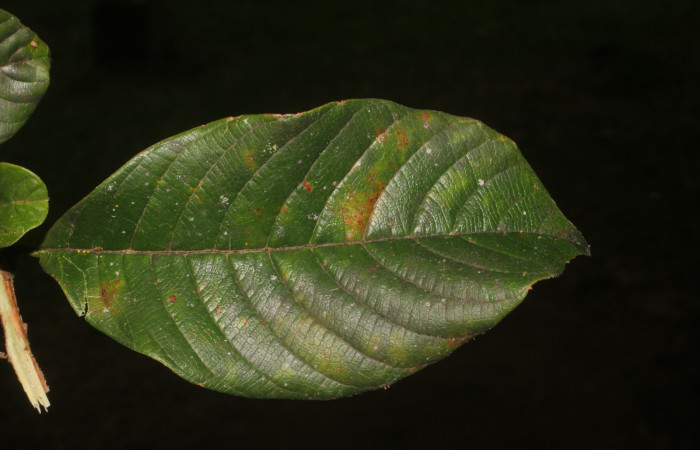 Figura. 3 Hoja haz, <i>Tetracera hydrophila</i> (Dilleniaceae). Area de Conservación Guanacaste, Sector Rincón Rain Forest, Estación Leiva, Cafecito, (elevación 455 metros), colectada el 31de marzo 2019. Foto, Jorge Hernández.