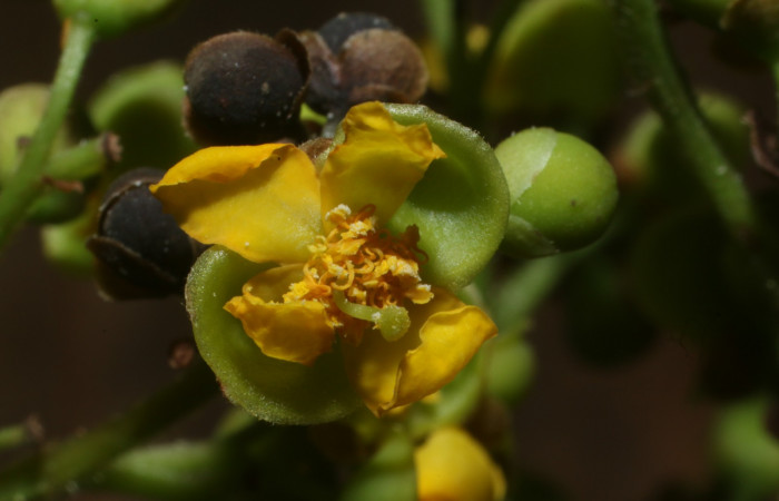 Figura. 8 Pistillo, <i>Tetracera hydrophila</i> (Dilleniaceae). Area de Conservación Guanacaste, Sector Rincón Rain Forest, Estación Leiva, Cafecito, (elevación 455 metros), colectada el 31de marzo 2019. Foto, Jorge Hernández.